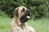 MASTIFF 065